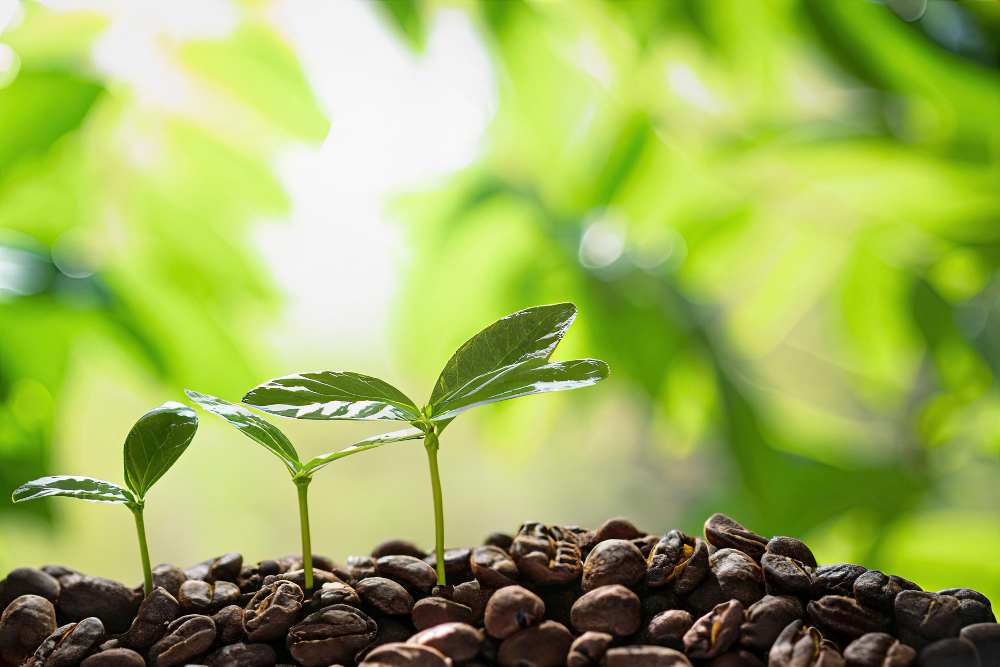 Growing Coffee: From Seed to Plant
