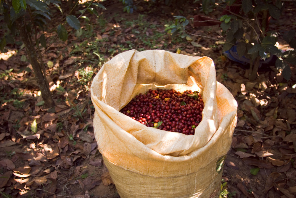 Post-Harvest Coffee Processing Methods