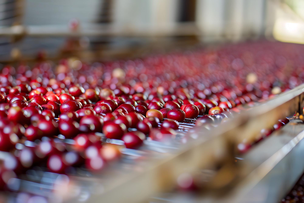Processing Coffee Cherries: The Journey from Cherry to Bean