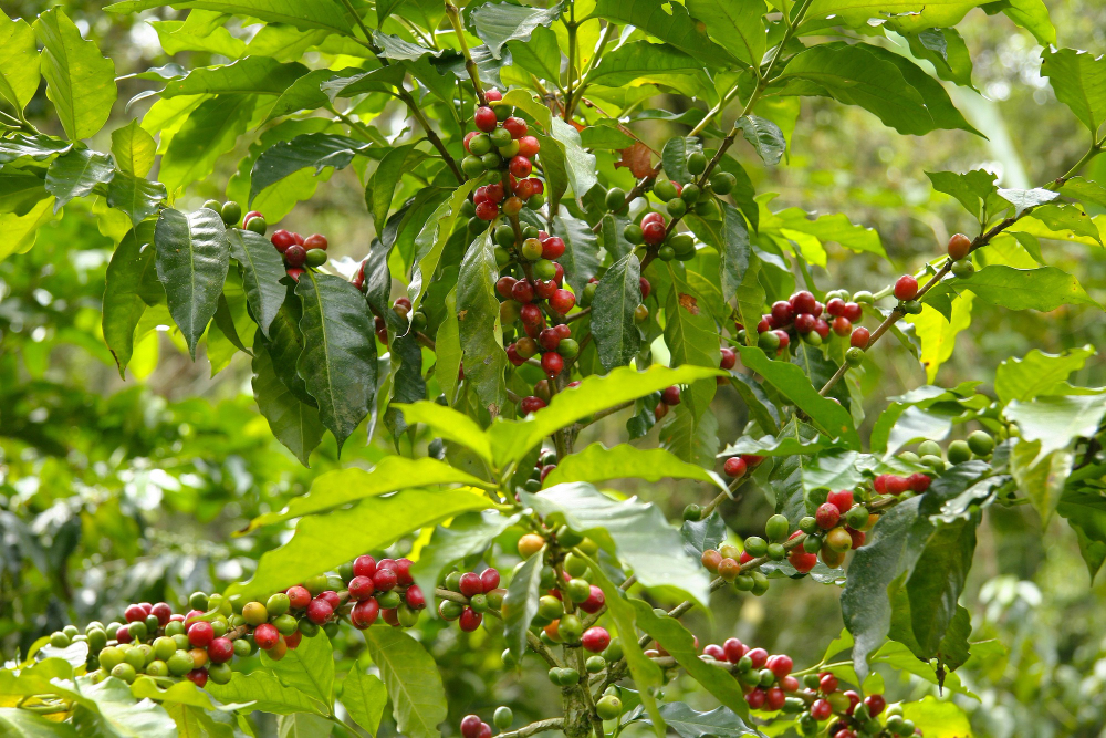 Harvesting Coffee Cherries: A Skilled Process