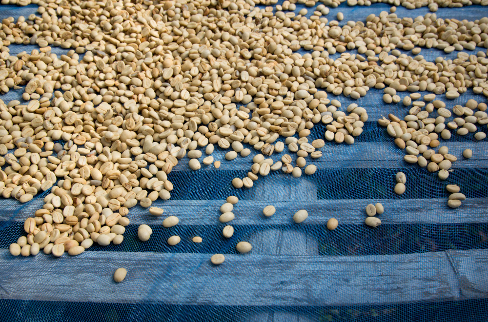 Impact of Coffee Drying