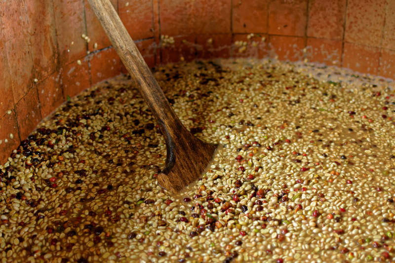 The Role of Fermentation in Coffee Processing
